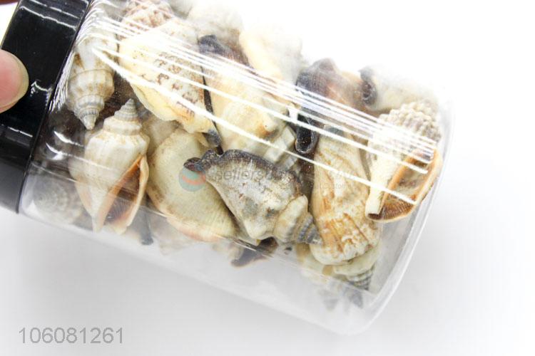 High quality natural sea shell best conch crafts