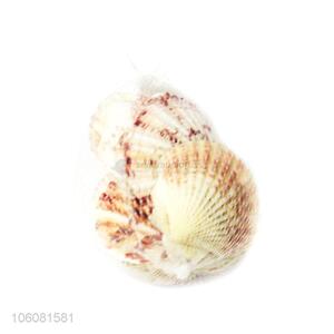 New popular sea shell best decorative shell craft