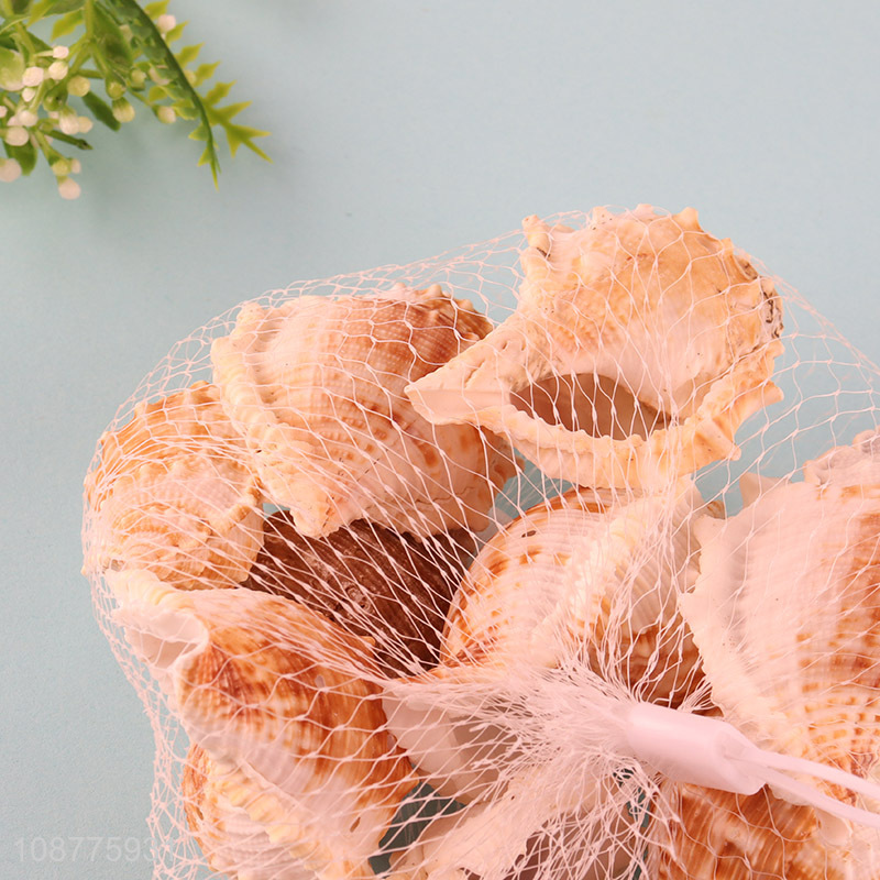 New product small natural sea shells for DIY crafts