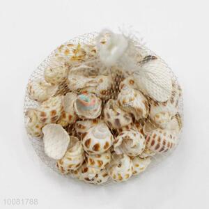 Best Selling Decorative Seashell, Conch Crafts