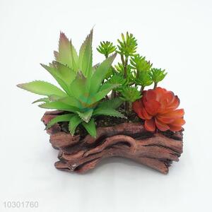 Latest Arrival Plastic Succulent Plant Ornamental Plants