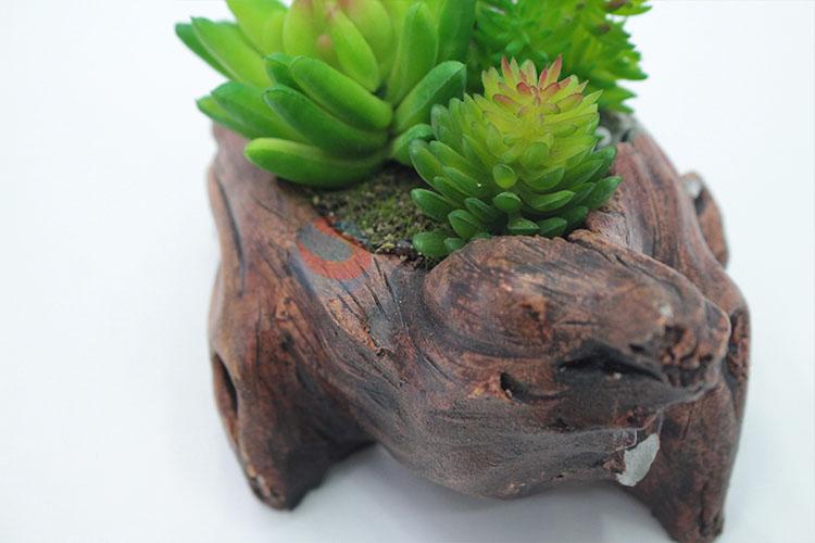 Good sale decorative permanent succulent plants