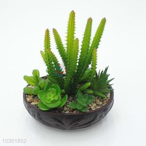 Latest Design simulation succulent plants