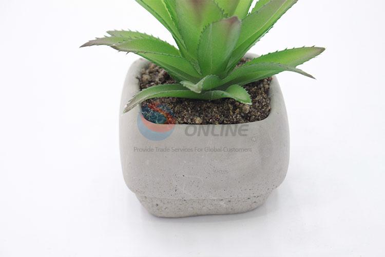 Cute Design simulation succulent plants