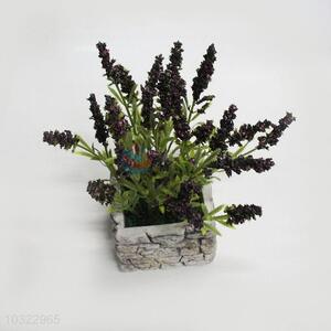 Latest arrival bubble lavender bonsai