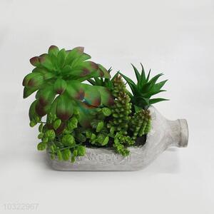 Newest design low price succulent plants bonsai