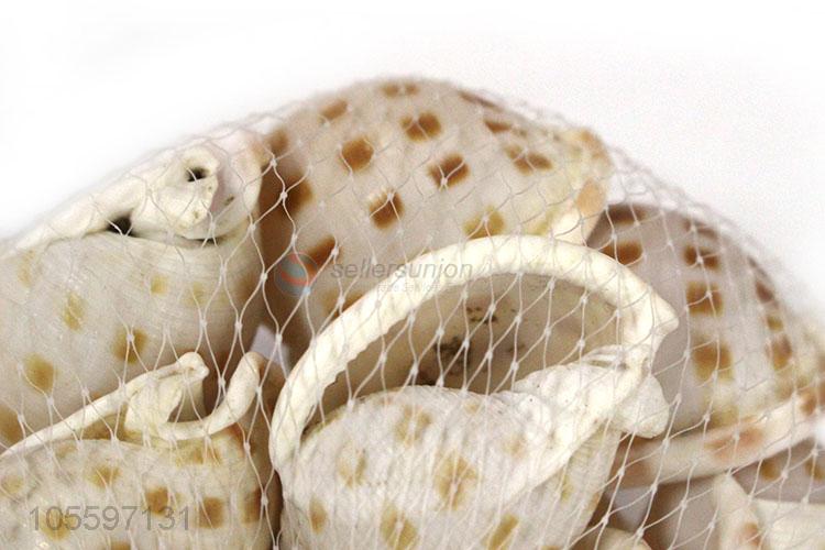 Fashion Natural Conch Best Decorative Shell Craft