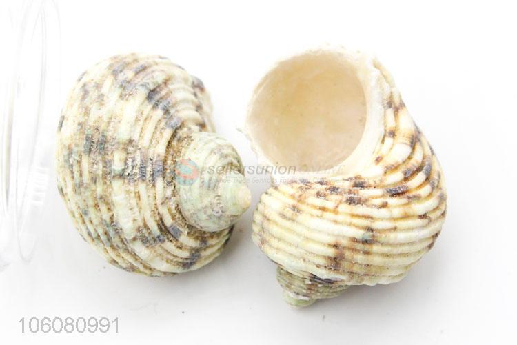 Factory price colorful seashell beach home decor