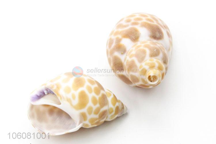 Wholesale natural sea cowrie shells for jewelry craft making accessories