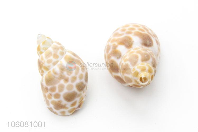 Wholesale natural sea cowrie shells for jewelry craft making accessories
