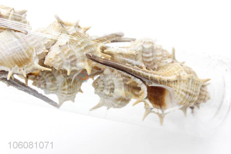 Factory price natural sea shell beautiful shell craft set