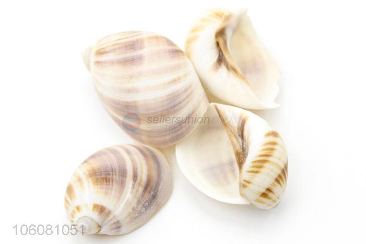 High sales natural sea shell best shell conch crafts