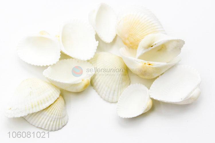 New design sea shells shell craft decor ornaments