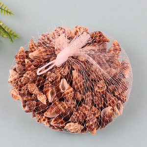 Most popular small natural sea shells for DIY crafts