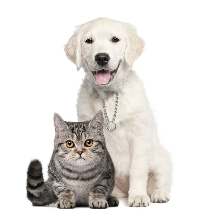 Prepare the Best Pet Supplies for Your Pet